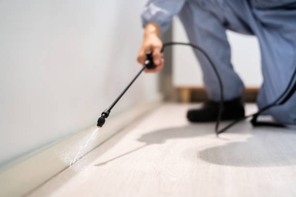 Licensed Ant Control service in Loyola, CA - Nex Pest Control
