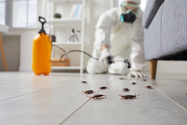 Trusted Cockroach Control service in Loyola, CA - Nex Pest Control